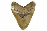 Large, Fossil Megalodon Tooth - Razor Sharp Serrations #156522-2